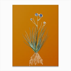 Vintage Blue Corn-Lily Botanical on Sunset Orange n.0762 Canvas Print