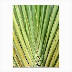 Close Up Of A Palm Leaf Tropical Abstract Canvas Print
