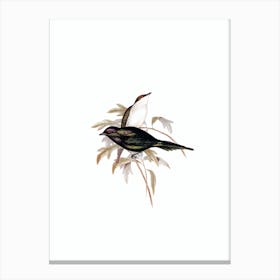 Vintage Shining Starling Bird Illustration on Pure White n.0318 Canvas Print