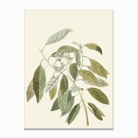 Botanical Illustration Of A Plant 3 Canvas Print