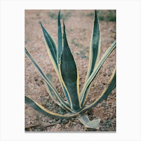 Agave in red ground // Ibiza Nature Photography Canvas Print
