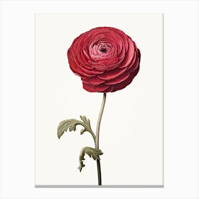 Ranunculus Flower Vintage Botanical 3 Canvas Print