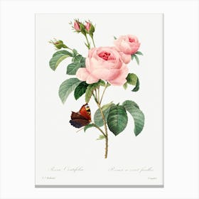 Cabbage Rose, Pierre Joseph Redoute (2) Canvas Print