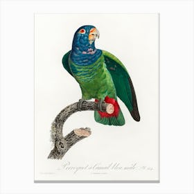 The Blue Headed Parrot From Natural History Of Parrots, Francois Levaillant Canvas Print