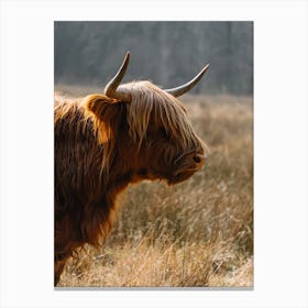 Highland Cow in the field | colorful travel photography 1 Canvas Print
