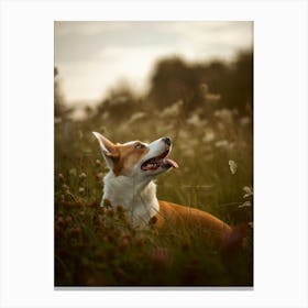 Puppy in between the long grass - Bissegem Belgium dog photo print - moody animal photography Canvas Print