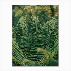 PNW Ferns Canvas Print