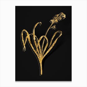 Vintage Dutch Hyacinth Botanical in Gold on Black n.0175 Canvas Print