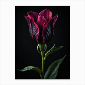 Dark Tulip Canvas Print