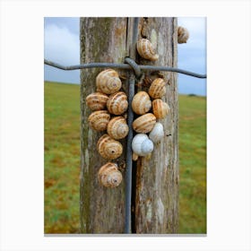 Snails On A Fence Post Canvas Print