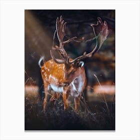 Wild Deer In Enchanted Forest Canvas Print