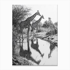 Giraffes Inspecting Their Reflection Pencil Drawing 3 Canvas Print