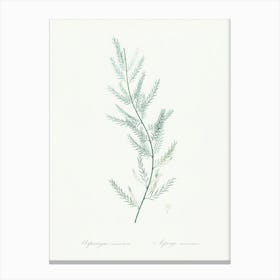 Asparagus Sarmentosus, Pierre Joseph Redoute Canvas Print