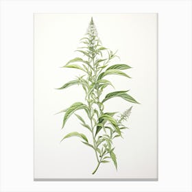 Lemon Verbena Vintage Botanical Herbs 2 Canvas Print