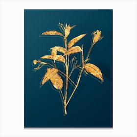 Vintage Maranta Arundinacea Botanical in Gold on Teal Blue n.0253 Canvas Print