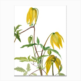 Yellow Columbine Canvas Print