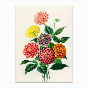 Dahlias 6 Canvas Print