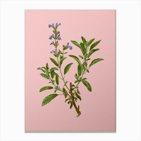 Vintage Garden Sage Botanical on Soft Pink n.0961 Canvas Print