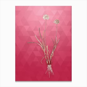 Vintage Allium Carolinianum Botanical in Gold on Viva Magenta n.0796 Canvas Print