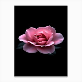 Pink Rose On Black Background 13 Canvas Print