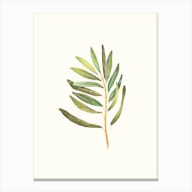 Olive Branch Watercolor Painting Canvas Print