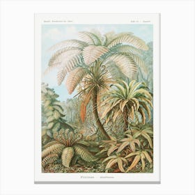 Chaetopoda–Borstenwürmer, Ernst Haeckel Canvas Print