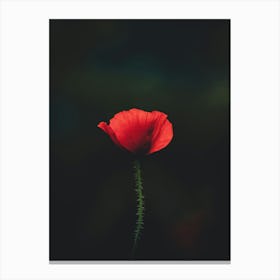 Single Poppy Flower Canvas Print