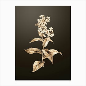 Gold Botanical White Gillyflower Bloom on Chocolate Brown n.4638 Canvas Print