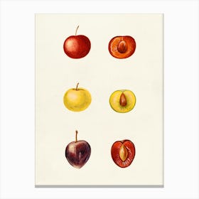 Plums 3 Canvas Print