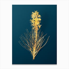 Vintage Yellow Asphodel Botanical in Gold on Teal Blue n.0233 Canvas Print