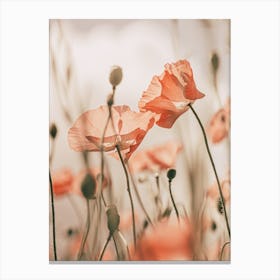 Sunkissed Poppies Canvas Print
