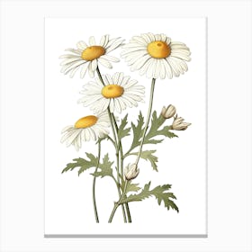 Chamomile Vintage Botanical Herbs 3 Canvas Print