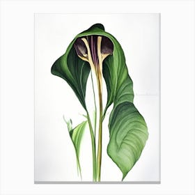 Jack In The Pulpit Wildflower Watercolour 2 Canvas Print