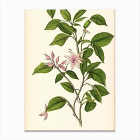 Jasmine Vintage Botanical Flower Canvas Print