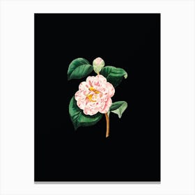 Vintage Gray's Invincible Camellia Flower Botanical Illustration on Solid Black n.0138 Canvas Print