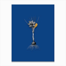 Vintage Crocus Sativus Black and White Gold Leaf Floral Art on Midnight Blue n.0798 Canvas Print