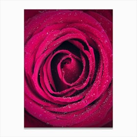 Pink Rose Canvas Print