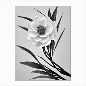 Cypress B&W Pencil 3 Flower Canvas Print