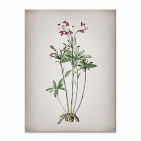 Vintage Lily of the Incas Botanical on Parchment n.0608 Canvas Print