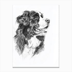 Bernese Mountain Dog Line Sketch 1 Canvas Print