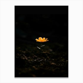 Single Flower In The Dark 15 Canvas Print