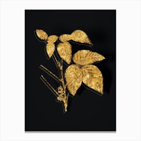 Vintage Eastern Poison Ivy Botanical in Gold on Black n.0397 Canvas Print