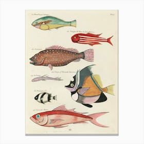 Colourful And Surreal Illustrations Of Fishes Found In Moluccas (Indonesia) And The East Indies, Louis Renard(49) Canvas Print