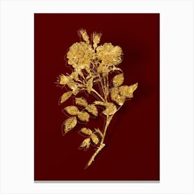 Vintage Queen Elizabeth's Sweetbriar Rose Botanical in Gold on Red n.0507 Canvas Print