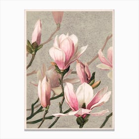 Magnolia Vintage Canvas Print