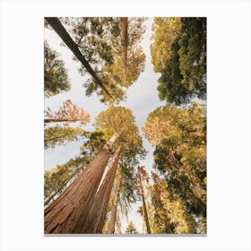 Looking Up At Trees Canvas Print