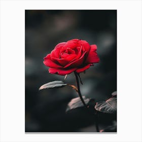 Red Rose 12 Canvas Print