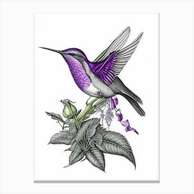 Violet Crowned Hummingbird Vintage Botanical Line Drawing Canvas Print