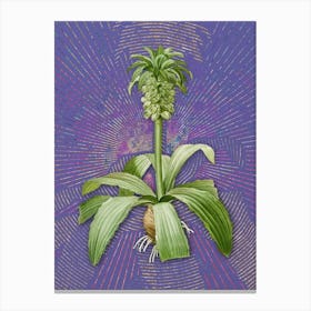 Vintage Eucomis Regia Botanical Illustration on Veri Peri n.0686 Canvas Print