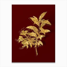 Vintage Yellow Azalea Botanical in Gold on Red Canvas Print